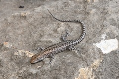 Liburnascincus mundivensis