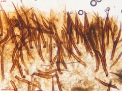 Scutellinia nigrohirtula