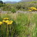 Helichrysum nudifolium - Photo (c) Jenny Potgieter,  זכויות יוצרים חלקיות (CC BY-NC), הועלה על ידי Jenny Potgieter