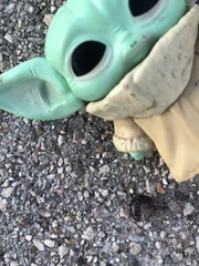 Armadillidium vulgare