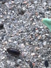 Armadillidium vulgare