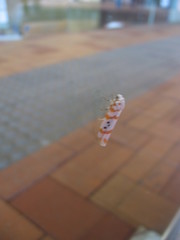 Cyana interrogationis