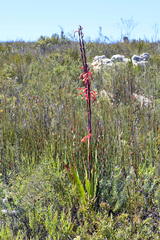 Watsonia vanderspuyae