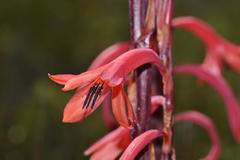 Watsonia vanderspuyae