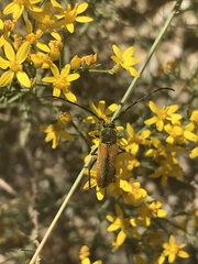 Crossidius suturalis intermedius