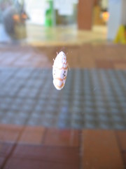 Cyana interrogationis