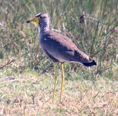 Vanellus senegallus lateralis