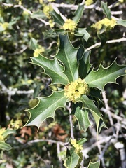 Maytenus ilicifolia