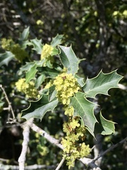 Maytenus ilicifolia