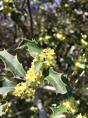 Maytenus ilicifolia