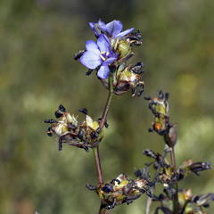 Aristea bracteata