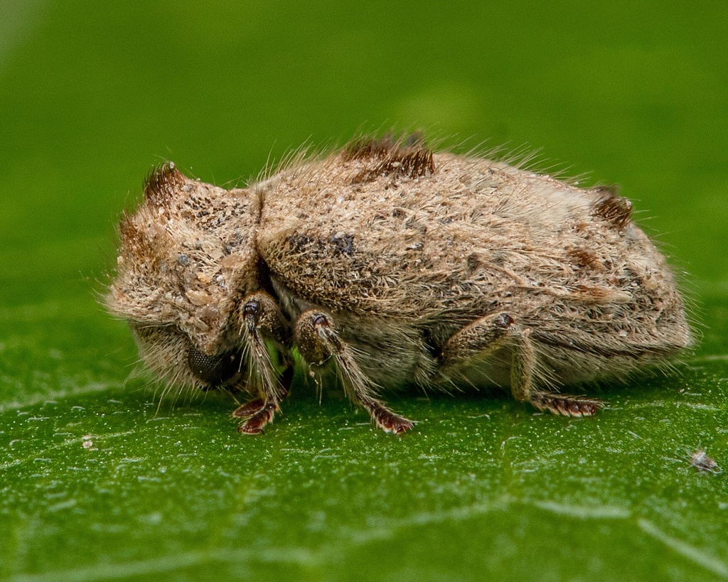 Gibbous Death-watch Beetle