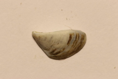 Dreissena polymorpha