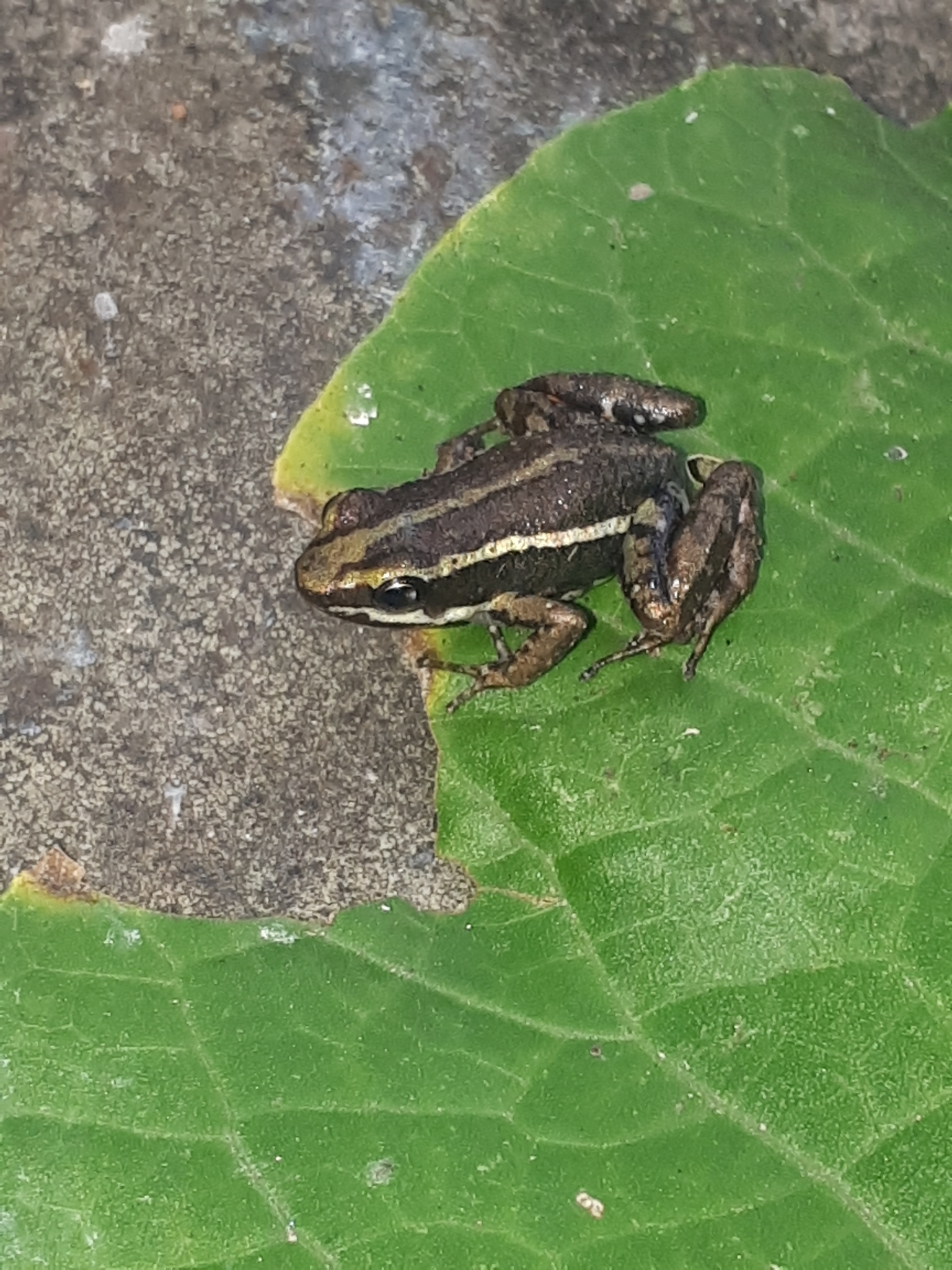 Epipedobates image