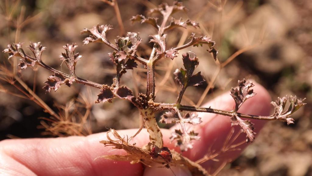Chamarea longipedicellata