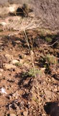 Chamarea longipedicellata