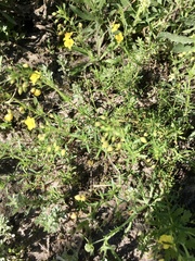 Scoparia montevidensis