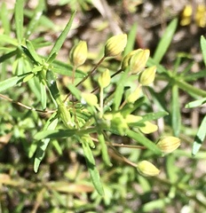 Scoparia montevidensis