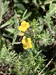 Scoparia montevidensis