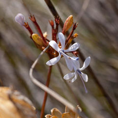 Prismatocarpus diffusus