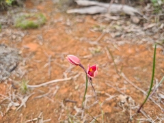 Thelymitra × macmillanii