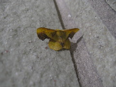Fascellina plagiata