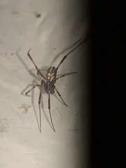 Latrodectus geometricus