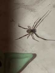 Latrodectus geometricus