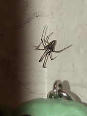 Latrodectus geometricus