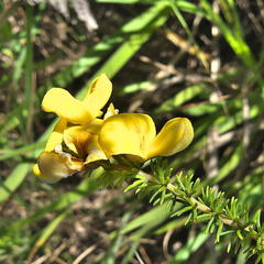 Aspalathus chortophila