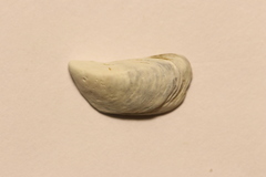 Dreissena polymorpha