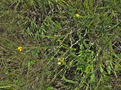 Aspalathus chortophila