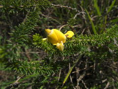 Aspalathus chortophila