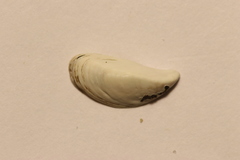 Dreissena polymorpha
