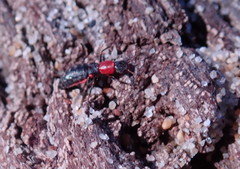 Endeodes collaris