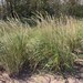 American Marram Grass - Photo (c) Peter Zika, some rights reserved (CC BY-NC), uploaded by Peter Zika