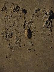 Scythropiodes