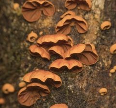 Anthracophyllum discolor