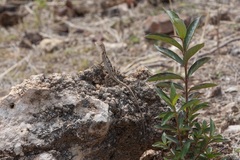 Diporiphora