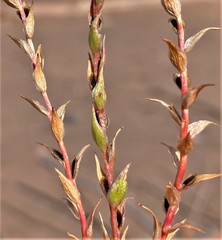 Corispermum americanum