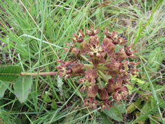 Asclepias macropus