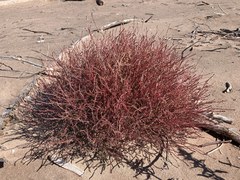 Corispermum americanum