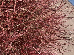 Corispermum americanum