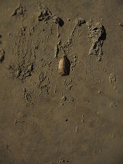 Scythropiodes