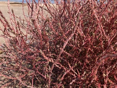 Corispermum americanum