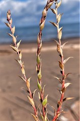 Corispermum americanum