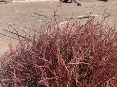 Corispermum americanum