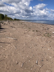 Corispermum americanum