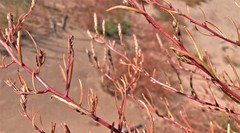 Corispermum americanum