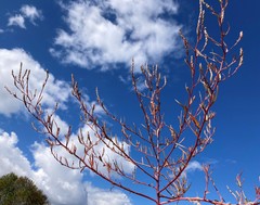 Corispermum americanum